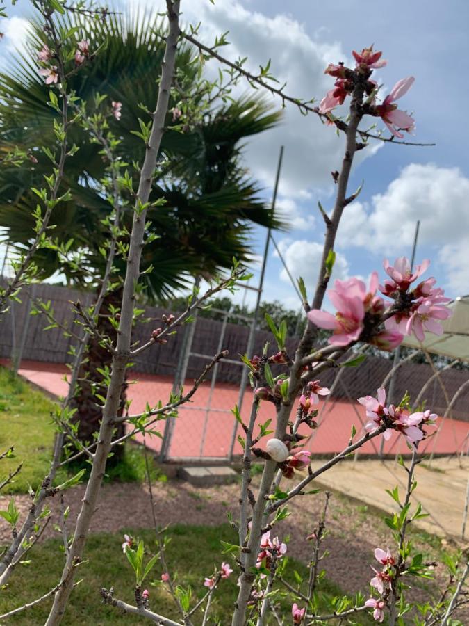 Palm Grove Farm Vila Tit Mellil Exterior foto